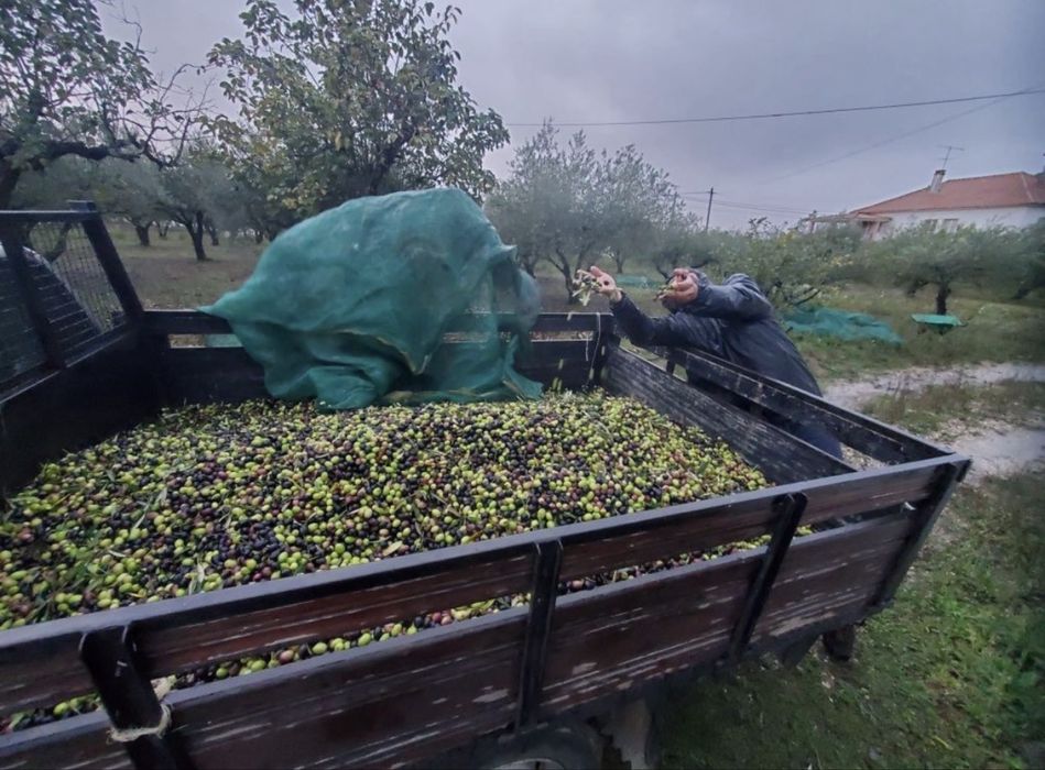 Azeite caseiro muito bom
