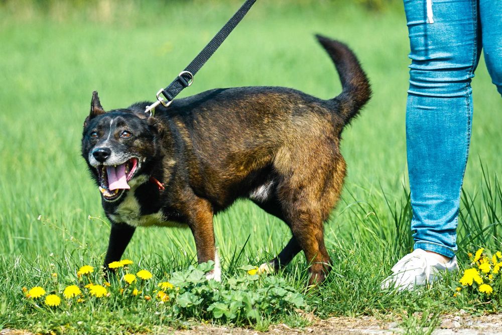 GRATIS - super fajny psiak szuka domu