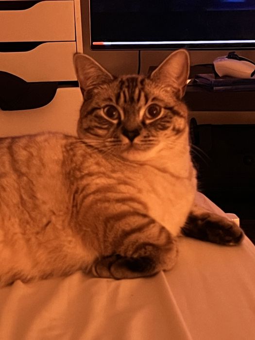 Gatinho de 1 ano a procura de uma nova familia