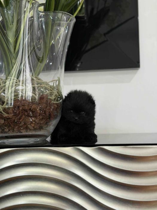 Spitz Anão e/ou Lulu da Pomerânia FEMEA BLACK  com LOP e AFIXO