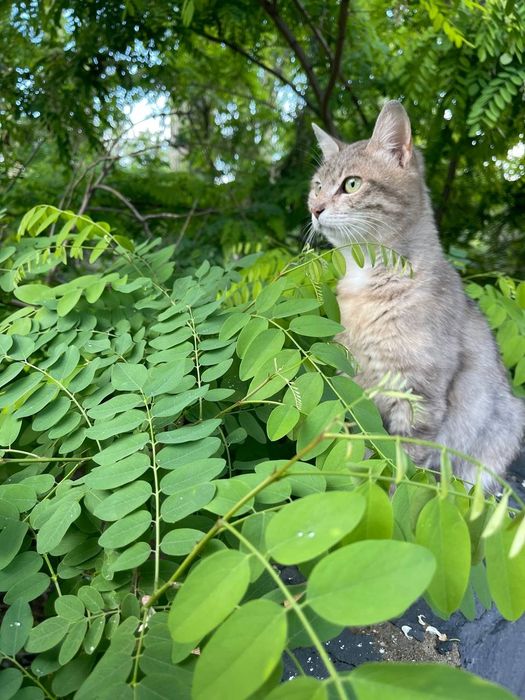 Отдам даром в добрые руки кошечку