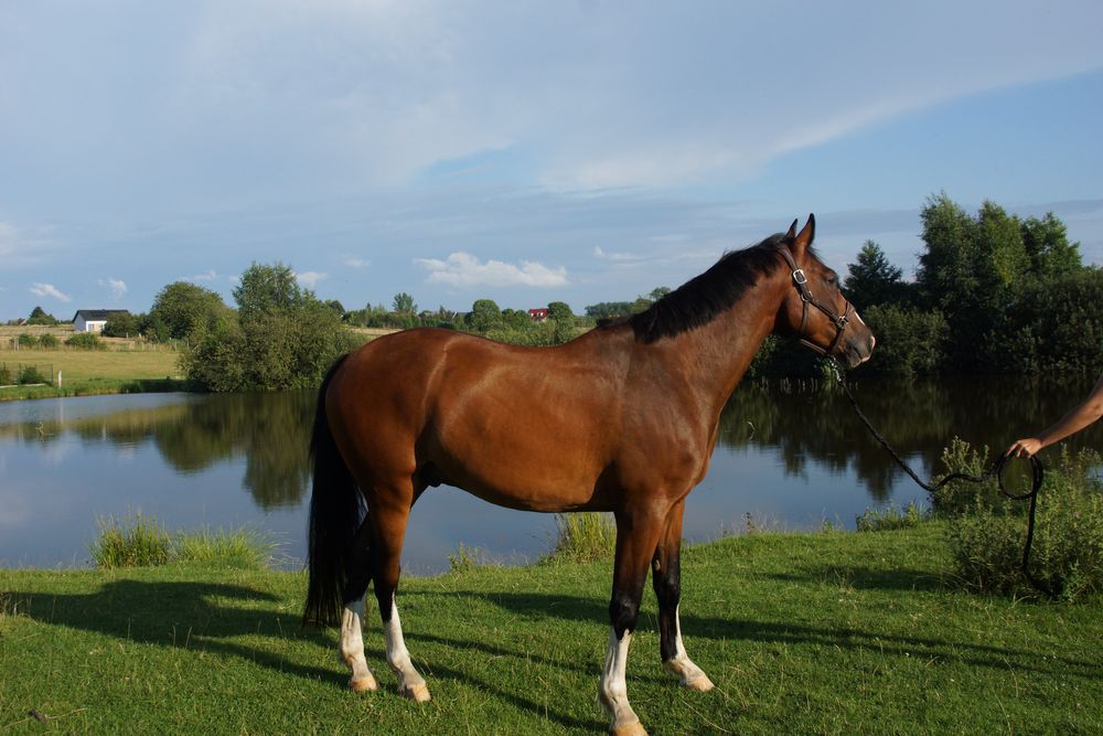 wałach Zangersheide po Casallco