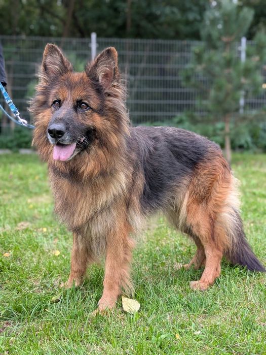 Bramba - cudwona suczka owczarek niemiecki do adopcji!