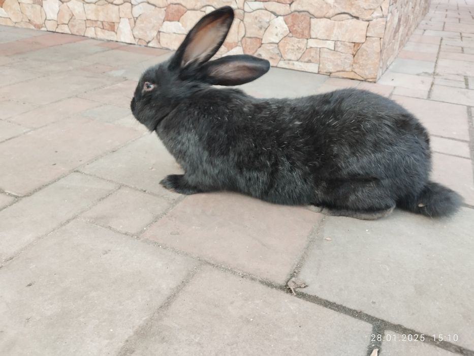 Тушки та кролики