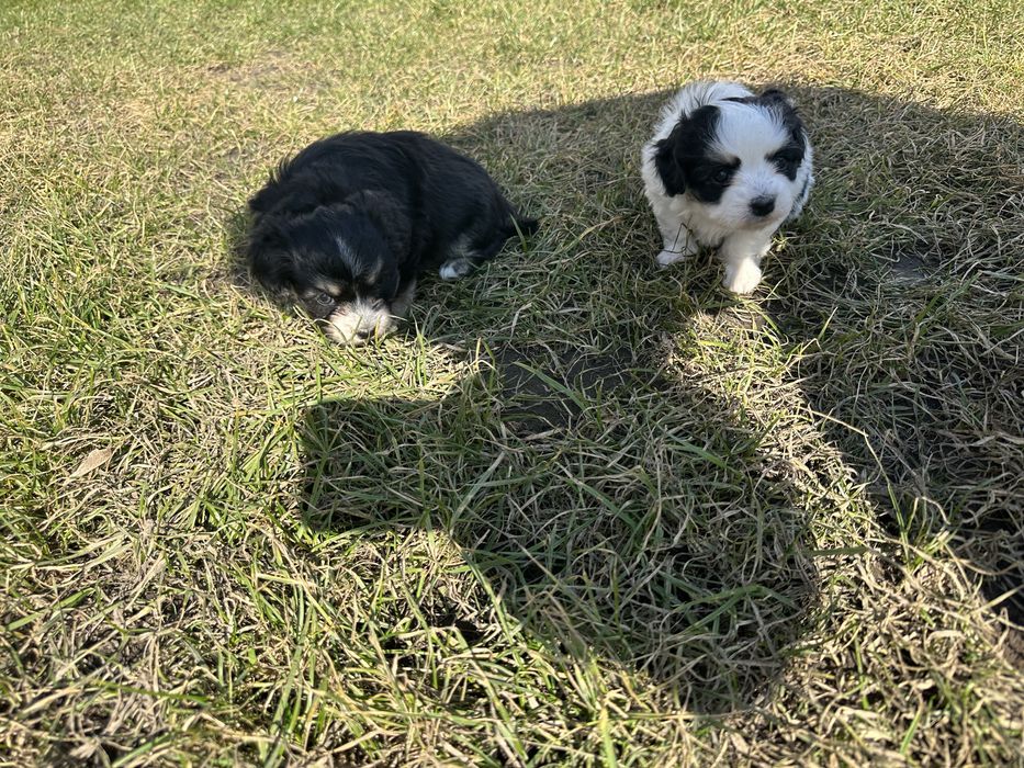 Цуцики дівчатка