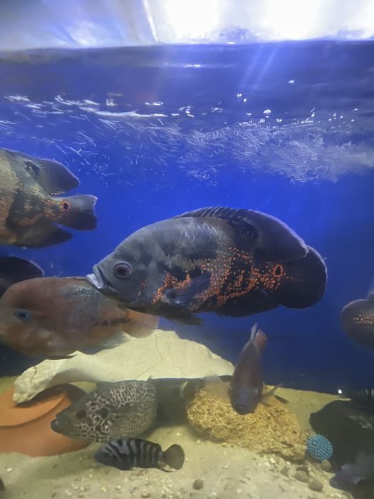 Ciclídeos americano