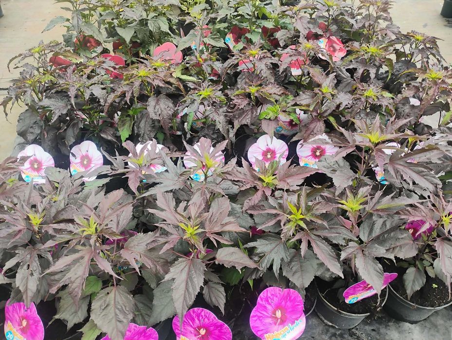 Hibiskus bagienny hurt detal