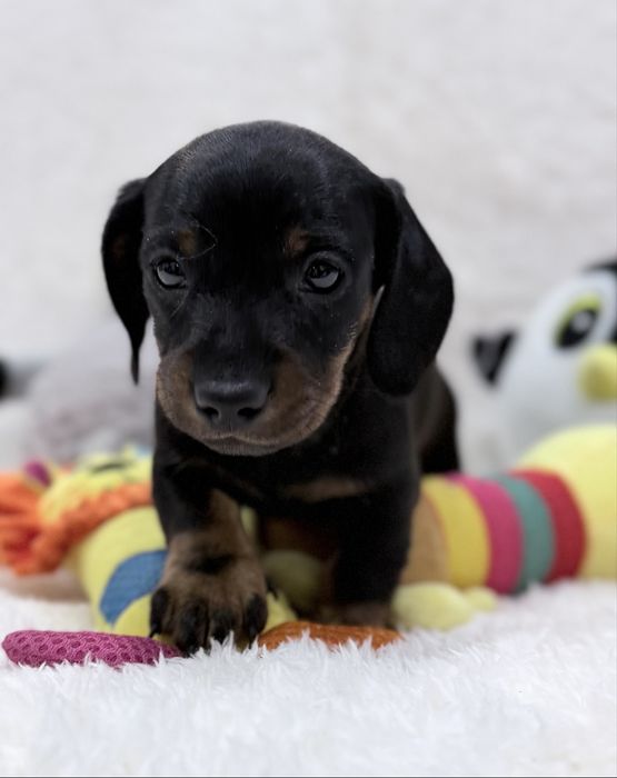 Teckel excelente menino com Lop