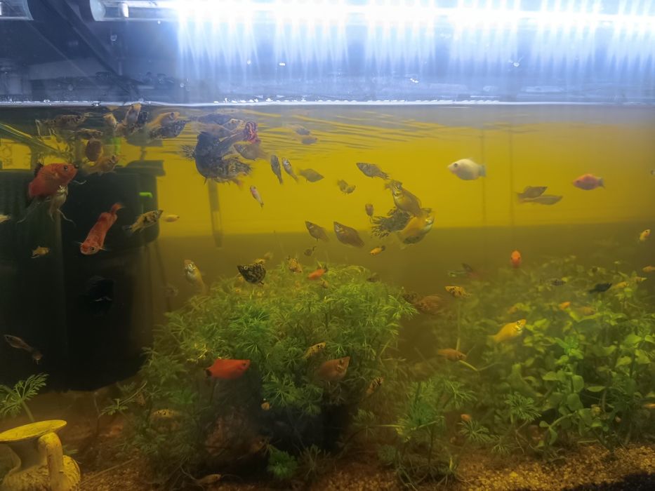 Muitos peixes  de água quente