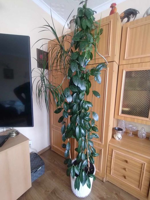 Dracena z bluszczem