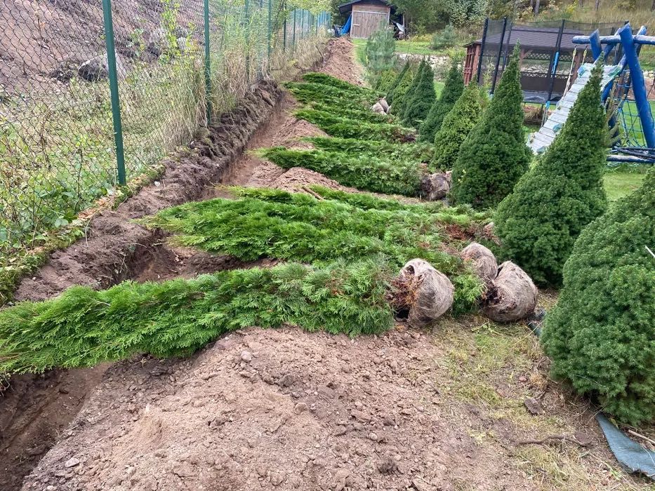 Thuja Smaragd Tuja Szmaragd stożkowa 200-250 cm na żywopłot Tanio
