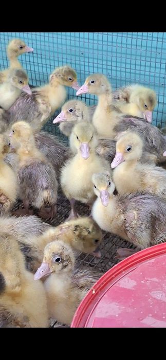 Gęsi młode kołudzkie