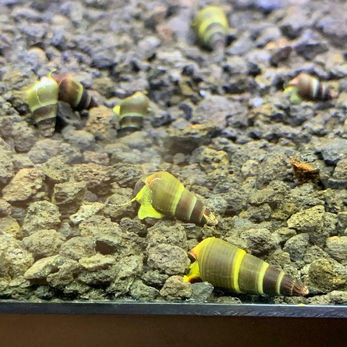 Caracol Tylomelania para aquario