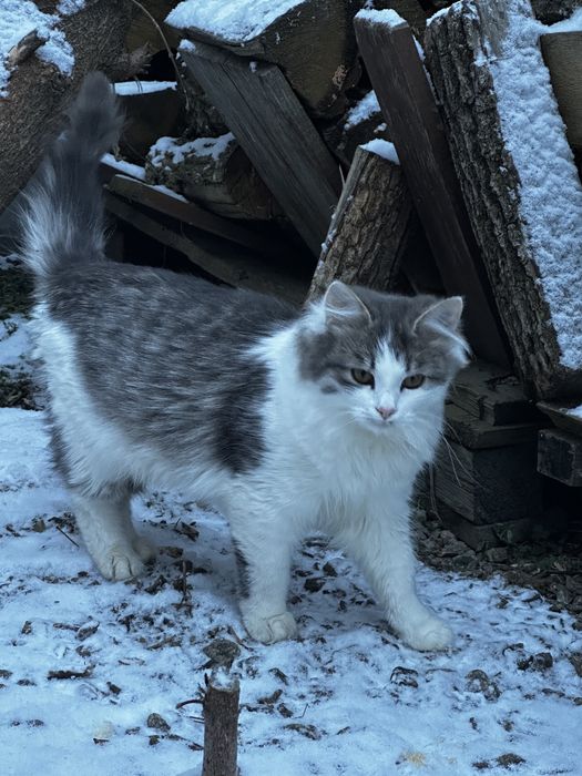 Котик, кіт, кошенята