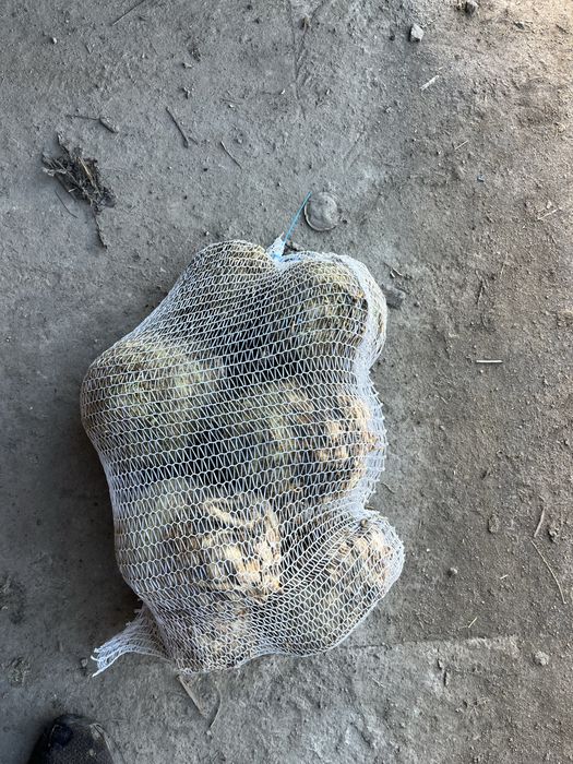 Świeże Warzywa dla Gastronomii Sklepów i Kebabów