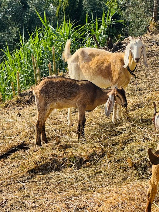Cabras fêmeas da raça anglo-nubiana