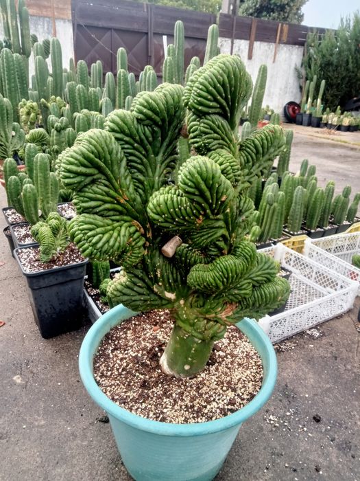 Cacto San Pedro cristata / monstruos