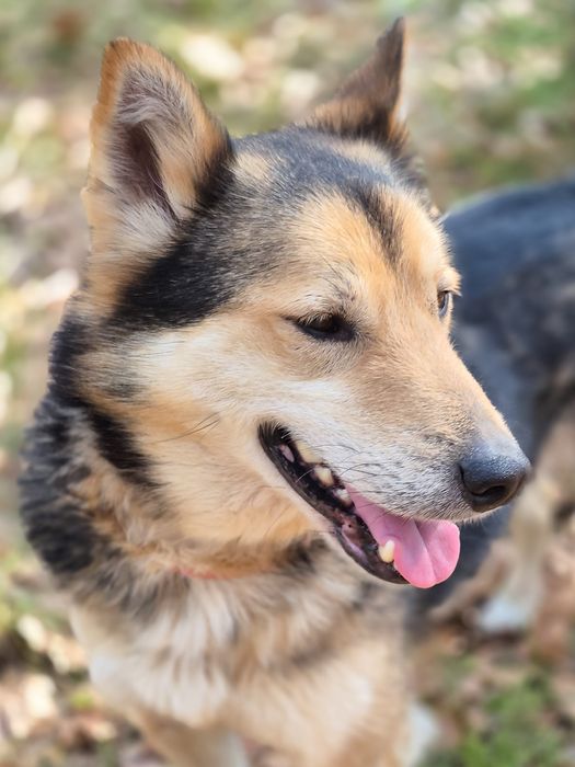 Łagodny pies szuka domu  / do adopcji
