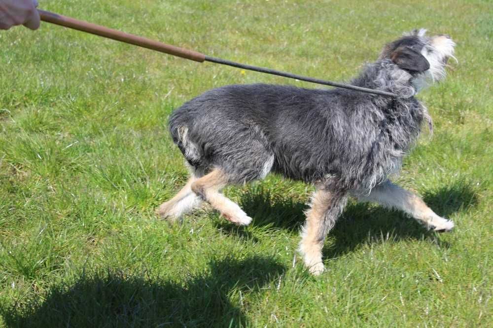 366378 Mumin do adopcji.