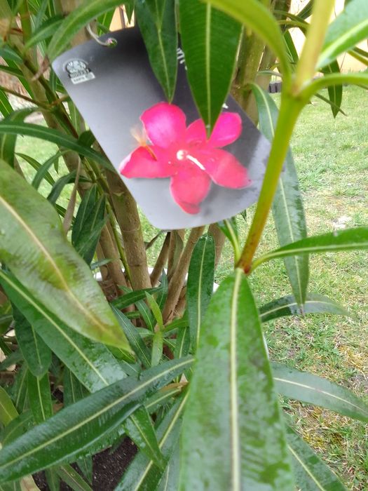 Oleander ciemno bordowy