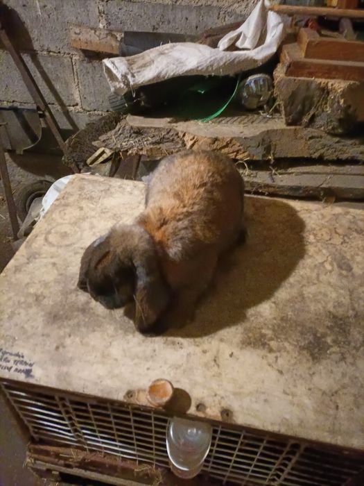 Sprzedam samice barany francuskie