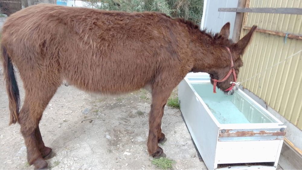 Vendo burro muito manso com5 anos, engatado, montado e executa todos os trabalhos de campo.
