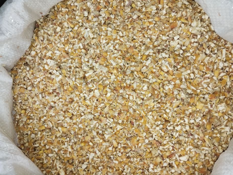 Kukurydza  sucha gnieciona