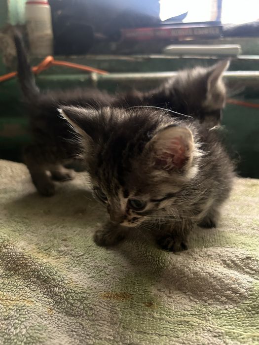 Котята, 2 місяця Віддам в добрі руки