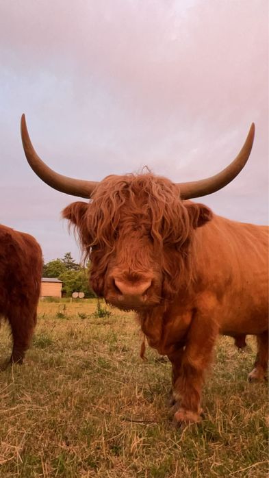 Krowa highland szkocka wyżynna stado byk
