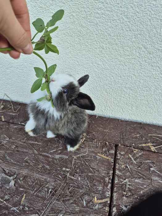 Królik minilopek mini lop