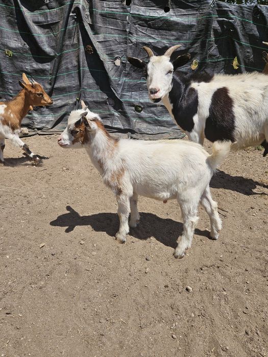 Cabrito macho anão para venda