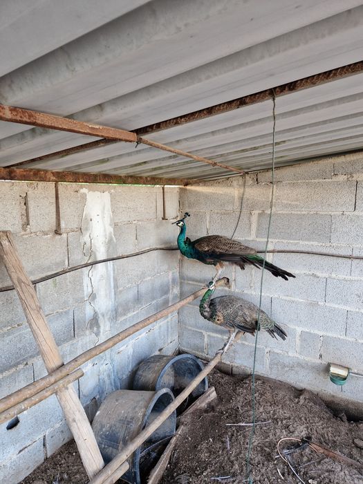 Pavões  jawas para venda