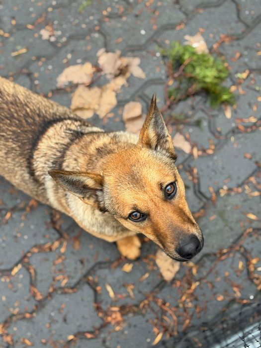 Niskopodłogowy roczny samiec do adopcji