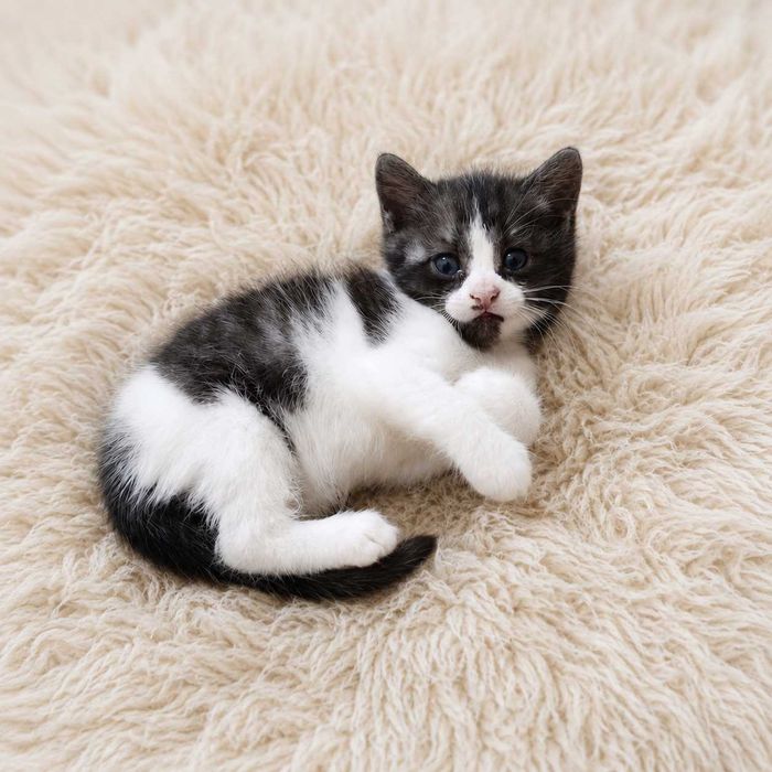 Кошеня. Киця. Кицюня