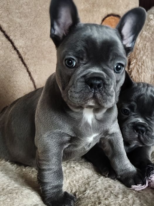 Sunia buldog francuski niebieska