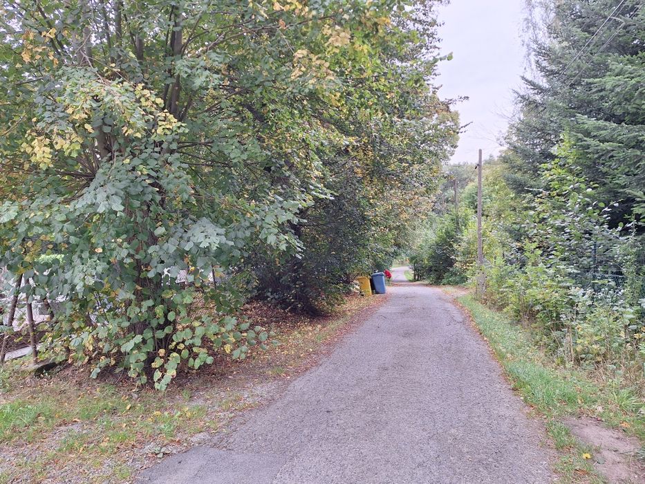 Wycinka Drzew z gruntu