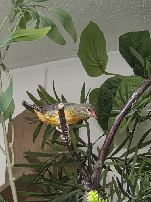 Amandavas subflavas ( Guarda Marinhos)