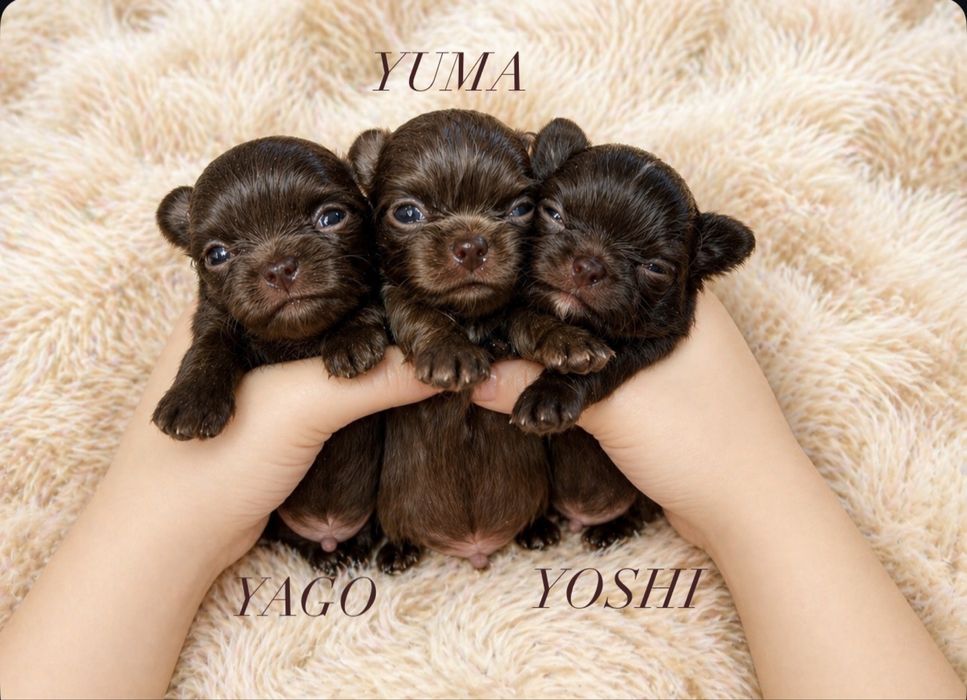 Wyjątkowy czekoladowy piesek chihuahua długowłosy ZKwP FCI