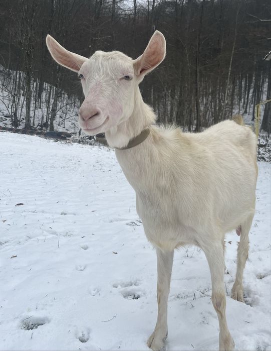 Кози англо-нубійська, занецька