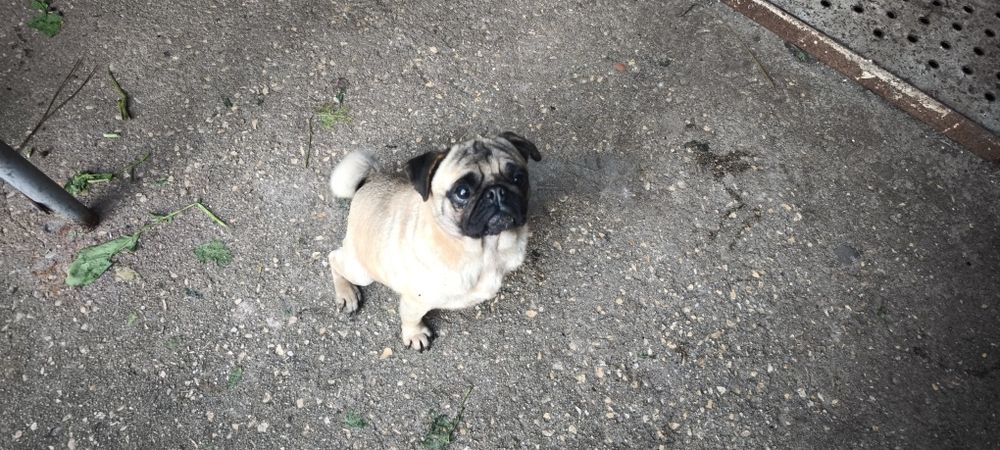 Pug carlin criado em ambiente familiar disponível para entrega imediat