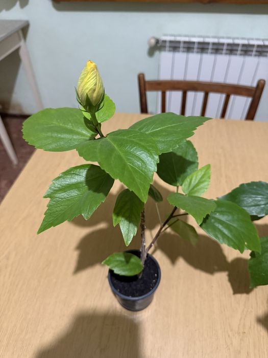 Кімнатний гібіскус м Львів не пересилаю