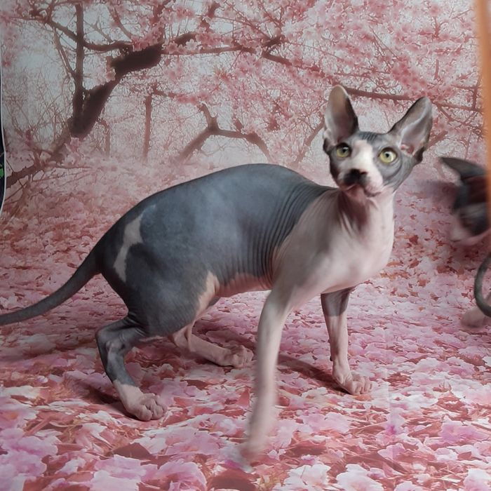 Питомник предлает