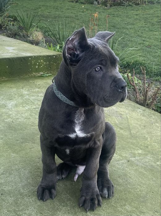 Кане корсо хлопчик