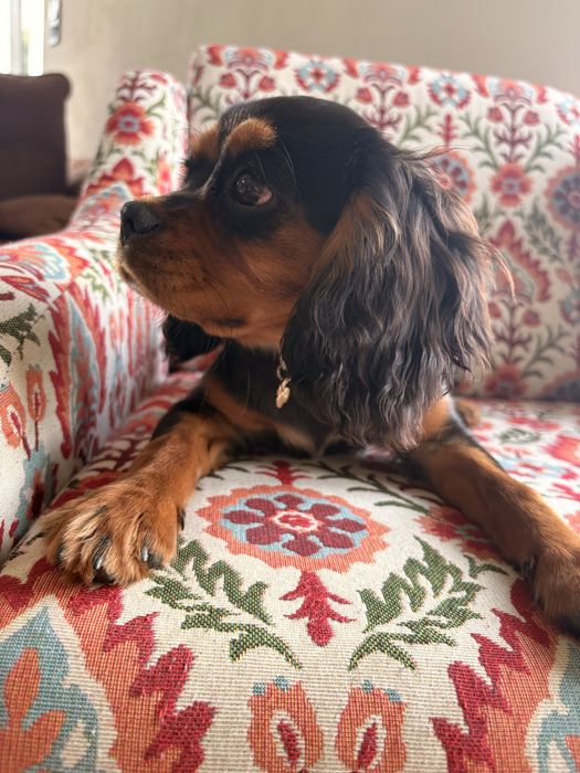 Cavalier King Charles Spaniel piesek.