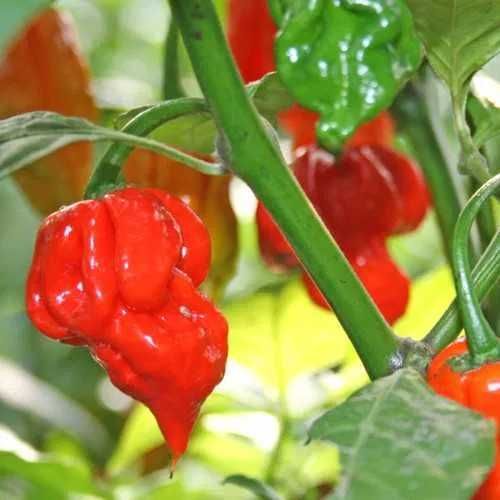 Pack sementes piripiri pimenta MUITO picante Trinidad Scorpion