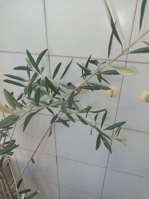 Oliveira (Olea europea)
