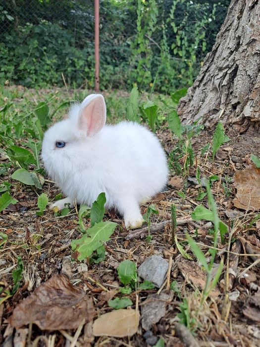 Króliki miniaturki,  białe, młode, śliczne!
