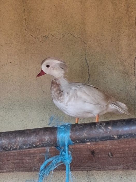 Pavões  patos  galinhas