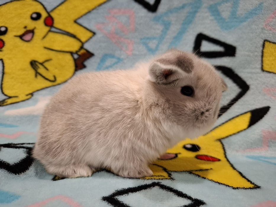 Królik Mini lop  króliczek miniaturka  karzełek baranek