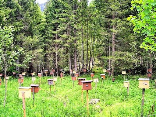 Бджоломатки карніка Лампрехт, матка, бджоли